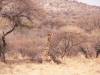 giraffe-namibia-africa.jpg