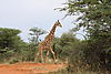 giraffe-namibia1.jpg