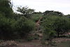 giraffe-namibia2.JPG