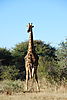 giraffe-namibia3.JPG