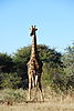 giraffe-namibia4.JPG