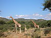 giraffes-02.jpg