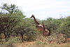 giraffes4.JPG