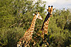 girraffe8265sphorn10kirstin_m.jpg