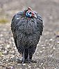 guineafowl.jpg