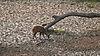 harnessed-bushbuck-03.JPG