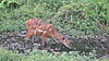 harnessed-bushbuck-10.JPG