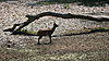 harnessed-bushbuck-17.JPG