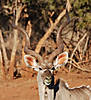 hunt-greater-kudu.jpg