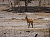 hunt-hartebeest.JPG