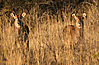 hunt-waterbuck.jpg