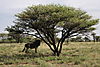 hunt-wildebeest2.JPG