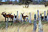 hunting-black-lechwe-002.jpg