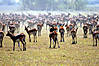 hunting-black-lechwe-011.jpg