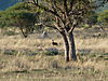 hunting-blesbok-02.JPG