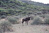 hunting-blue-wildebeest3.JPG