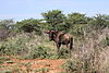 hunting-blue-wildebeest4.JPG