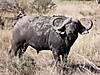 hunting-buffalo-022.jpg