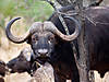 hunting-buffalo-10.jpg