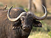 hunting-buffalo-11.jpg
