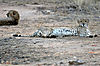 hunting-cheetah-04.jpg