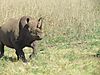 hunting-darting-black-rhino-01.jpeg