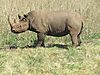 hunting-darting-black-rhino-02.jpeg