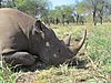 hunting-darting-black-rhino-06.jpeg