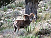 hunting-desert-bighorn-sheep-08.jpg