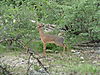 hunting-dik-dik-03.JPG