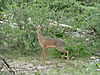 hunting-dik-dik-04.JPG