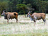 hunting-eland-02.jpg