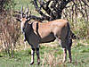 hunting-eland-03.jpg