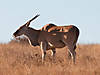 hunting-eland-11.jpg