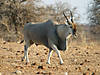 hunting-eland-12.jpg