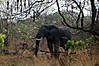 hunting-elephant-001.jpg
