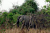 hunting-elephant-004.jpg