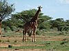 hunting-giraffe-05.JPG