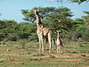 hunting-giraffe-09.JPG