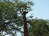 hunting-giraffe-13.JPG