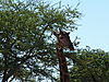 hunting-giraffe-14.JPG