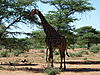 hunting-giraffe-19.JPG