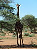 hunting-giraffe-20.JPG