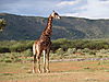 hunting-giraffe-22.JPG