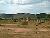 hunting-giraffe-24.JPG