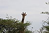 hunting-giraffe2.jpg