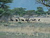 hunting-gnu-03.JPG