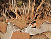 hunting-greater-kudu.jpg