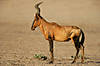 hunting-hartebeest.jpg