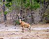 hunting-hartebeest3.JPG